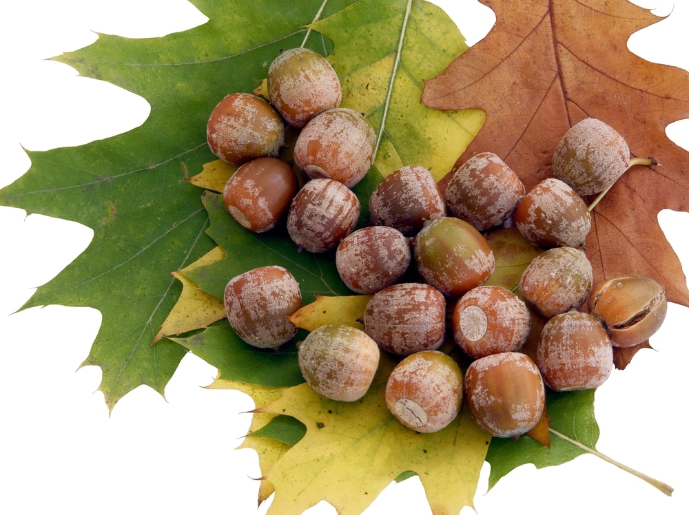 Red oak acorns nestled among vibrant oak leaves