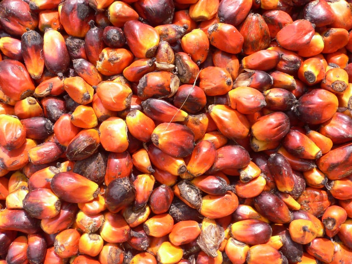 Pile of vibrant red-orange palm oil fruits