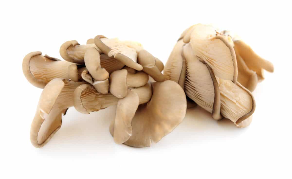 Oyster mushroom or King trumpets on a white background