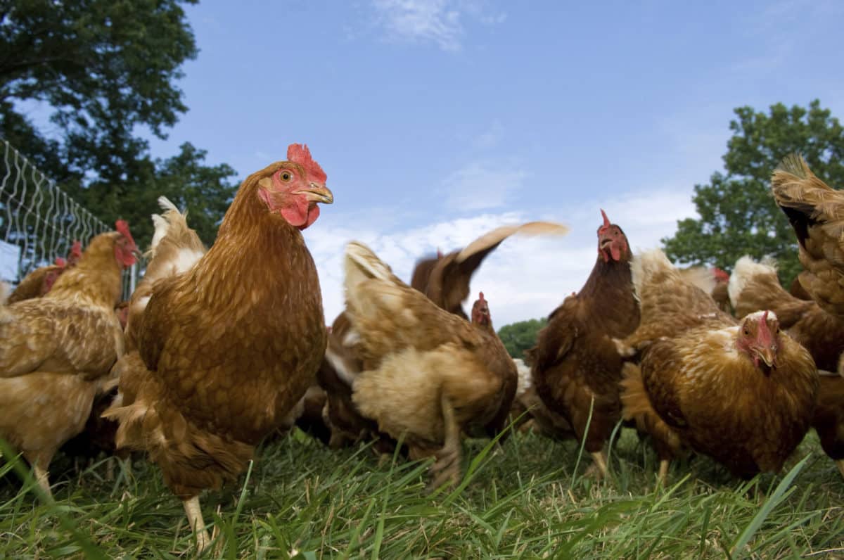 Pasture raised chickens pecking for feed on the ground.