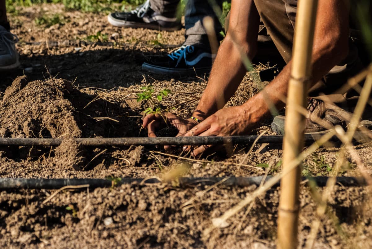 Hands carefully planting seeds in the soil.