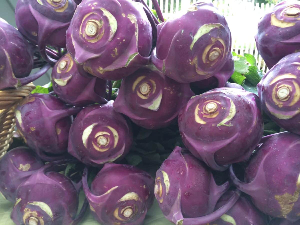 A close-up of a pile of freshly harvested purple kohlrabi.