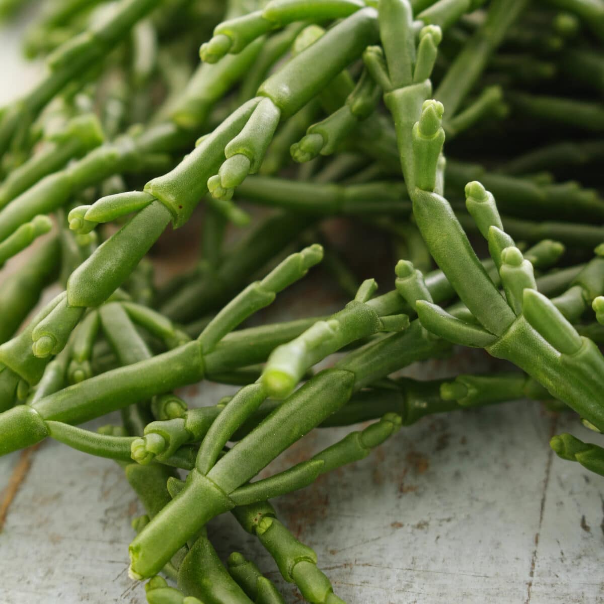 Photo of samphire green sea beans