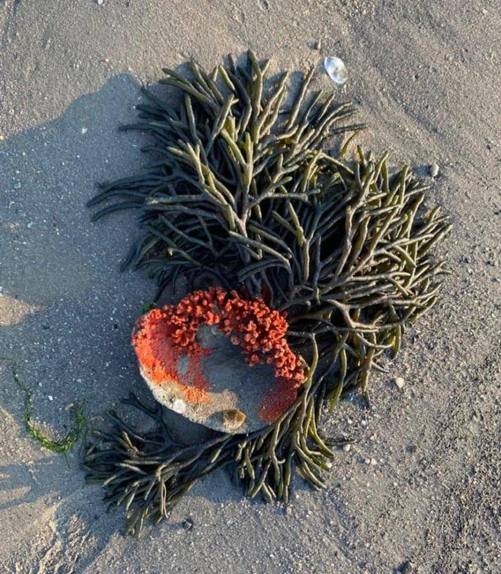 Cape Cod Clam