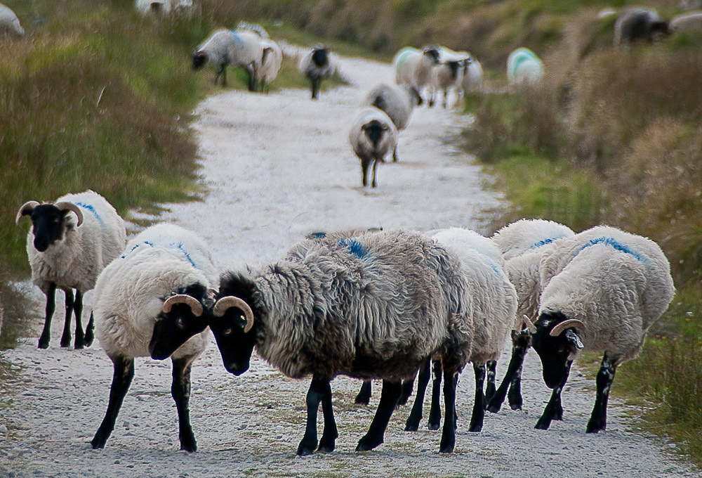 Group of sheep grazing and roaming on a path.