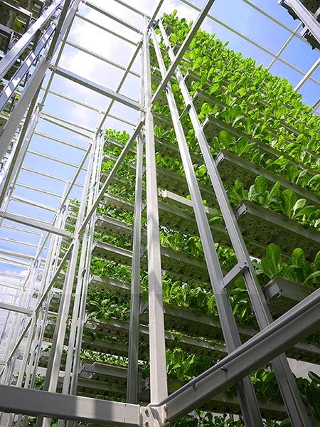 A perspective view of vertical farming infrastructure with lush green plants growing on each tier.