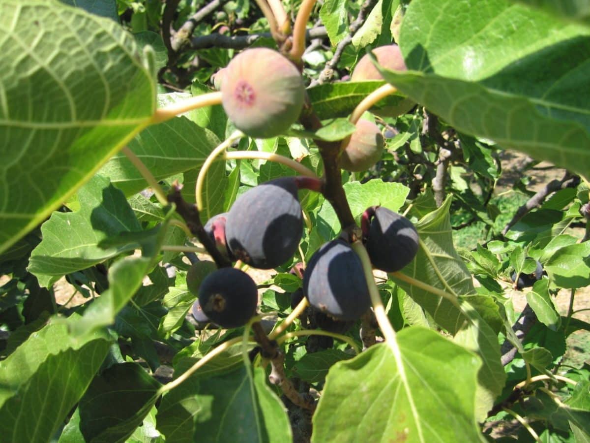 Sultan de Marabout fig tree laden with fresh September figs
