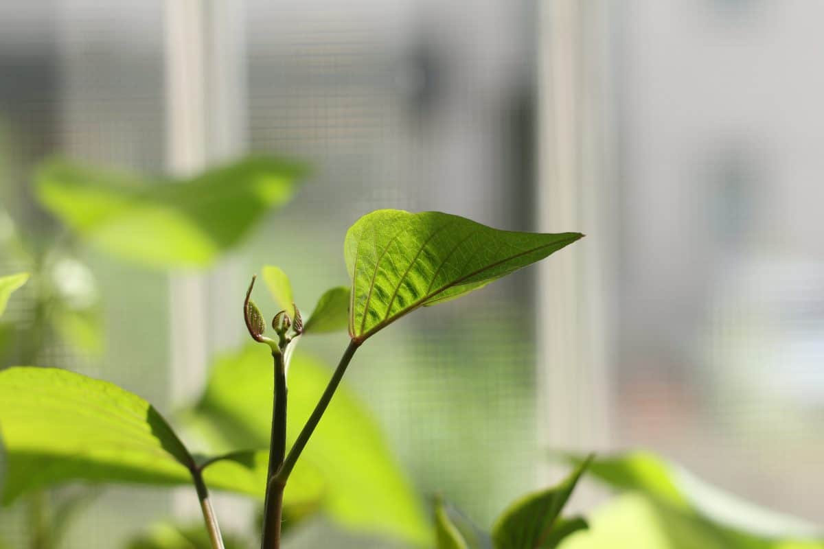 Close-up of sweet potato leaves by a window