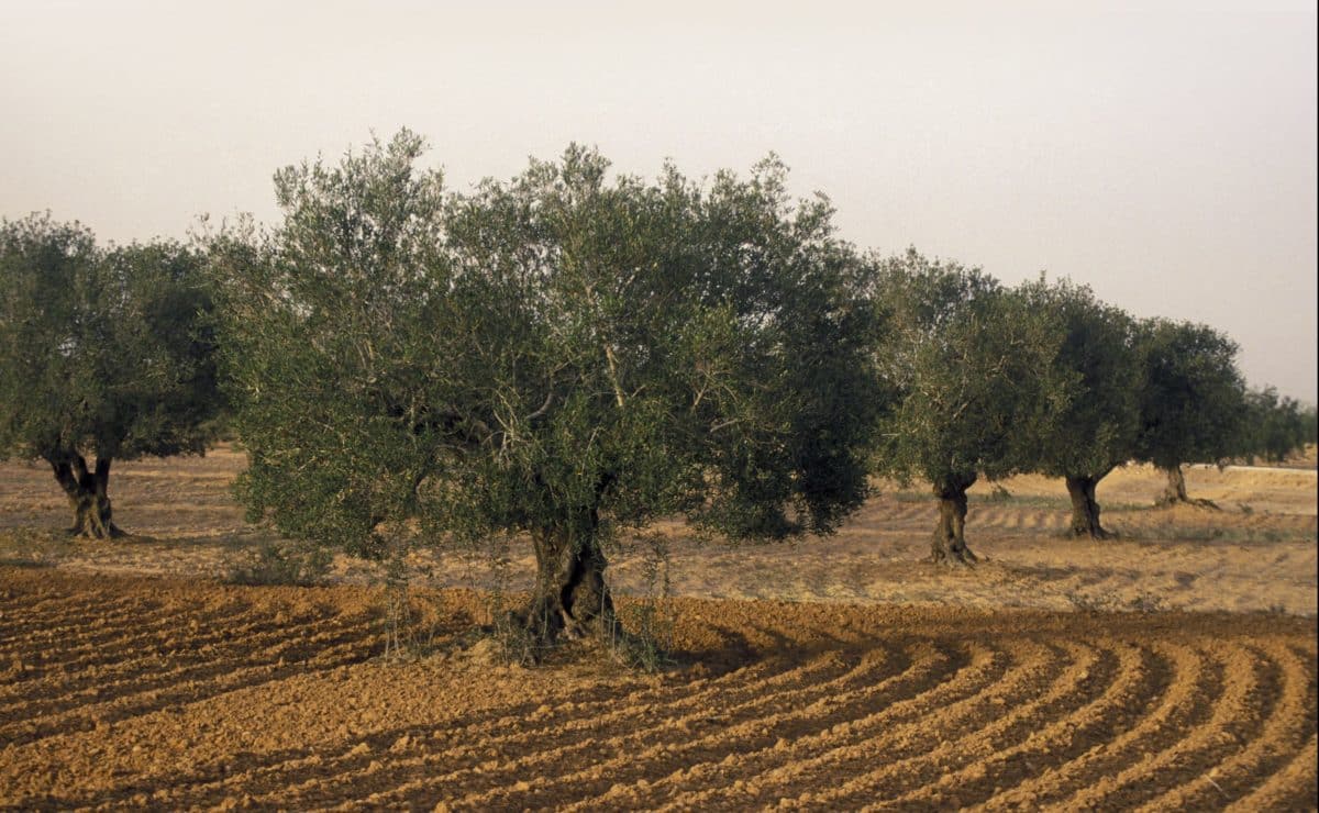 Olive trees in Djerba, southern Tunisia.