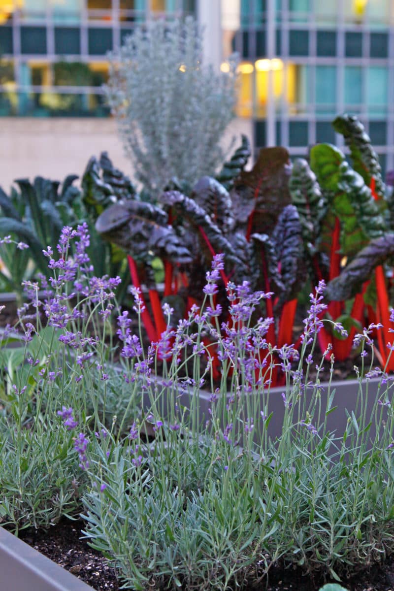 Assorted herbs growing in planters on a rooftop in the city