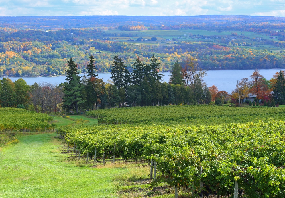 Scenic view of Vineyard on Keuka Lake in New York