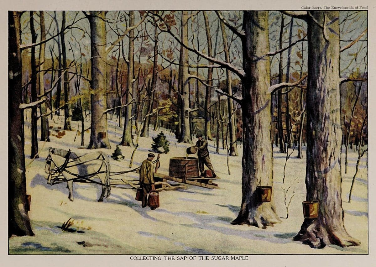Vintage illustration of people collecting maple sap in a forest during winter.