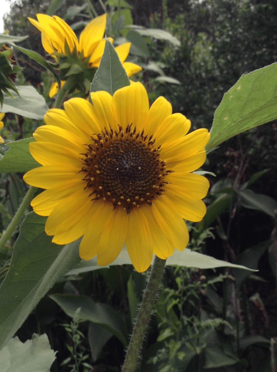 Now, Forager - Wild Sunflower Issue 18 From Texas to Minnesota