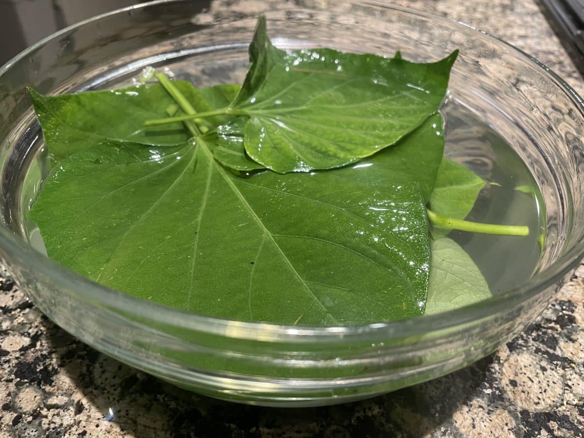 Fresh sweet potato leaves submerged in clear water