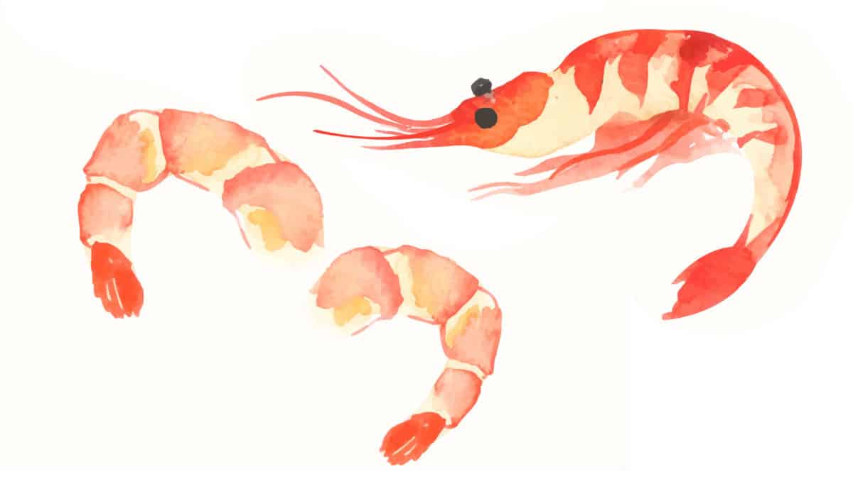 Hand-painted watercolor illustration of a vibrant red shrimp.