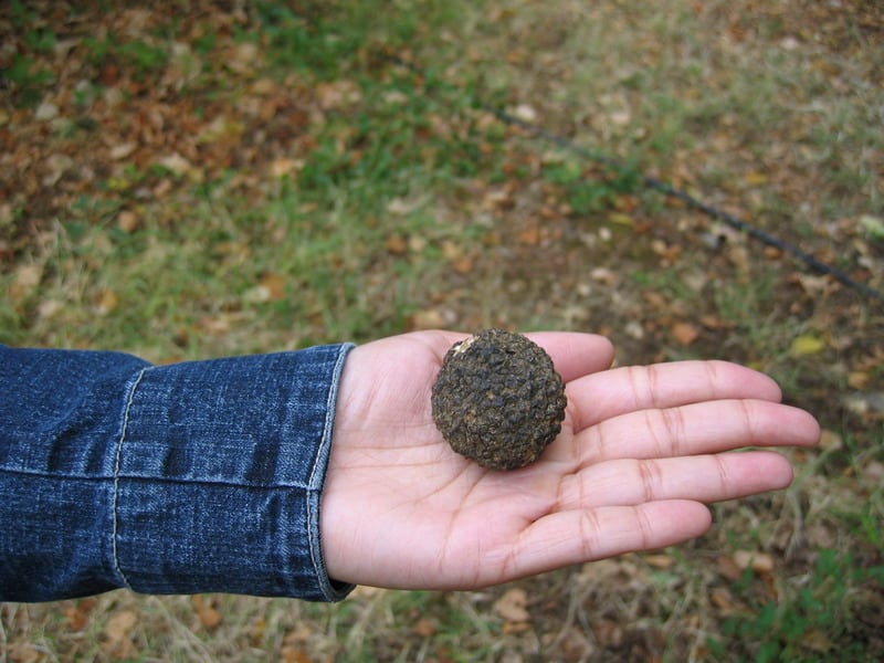 A close-up view of a single black truffle held in a hand