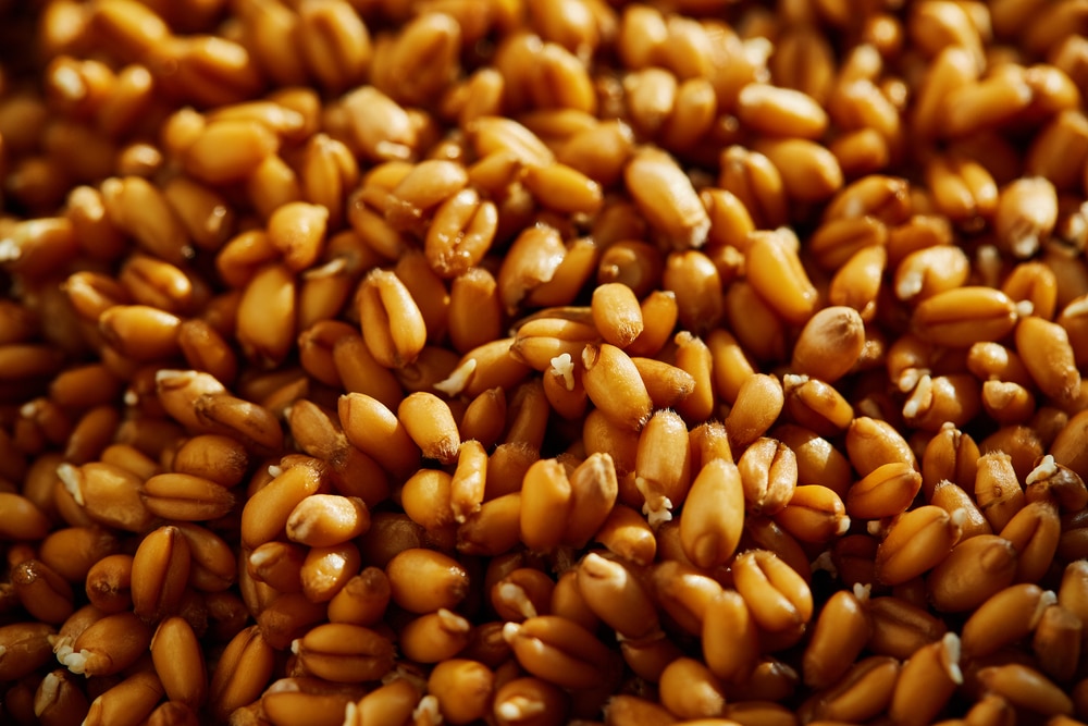 A heap of wheat berries accompanied by broccoli sprouts.