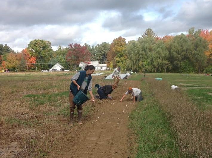 Volunteers planting crops at Willow Pond Community Farm with a clear blue sky.